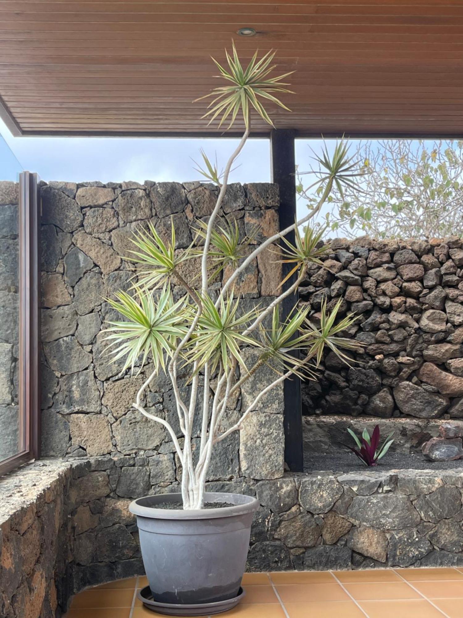 Villa Timanfaya Tinajo Eksteriør billede